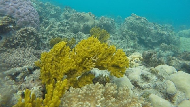 Một rạn san hô ở đại dương. Ảnh: Nasa