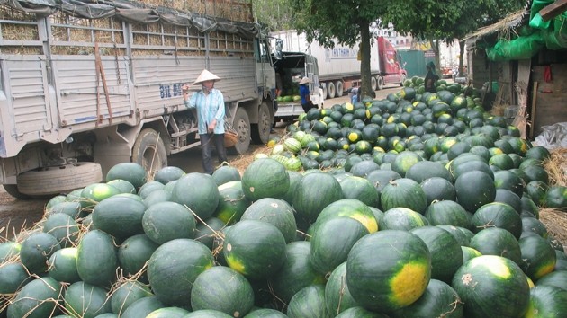 Ùn tắc hàng nông sản tại Lạng Sơn có thể kéo dài sang tháng 5