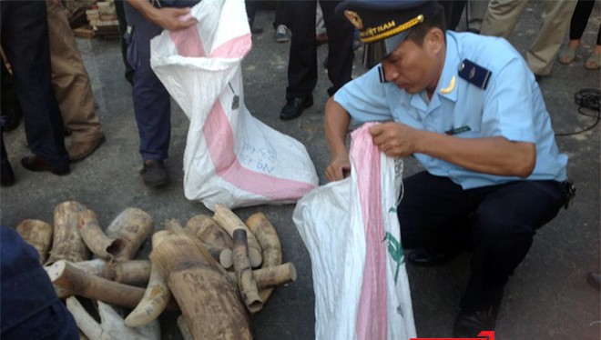 Liên tiếp nhiều vụ buôn lậu ngà voi bị phát hiện tại Đà Nẵng trong năm 2015