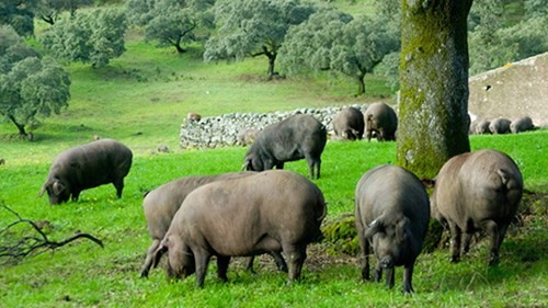Trong trang trại rộng 1.700 mẫu Anh (gần 7 km2), Juan Carlo, người chăn gia súc thâm niên 25 năm bận rộn với 340 con lợn. Những con lợn sẽ được vỗ béo trước khi bị giết mổ, xẻ thịt và trở thành một trong những món thịt hun khói đắt nhất thế giới. Một lát 