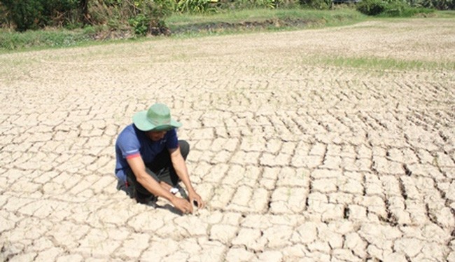 Hiện ĐBSCL có khoảng 1,5 triệu nông dân trồng lúa và gần 475.000 hộ dân thiếu nước ngọt sinh hoạt