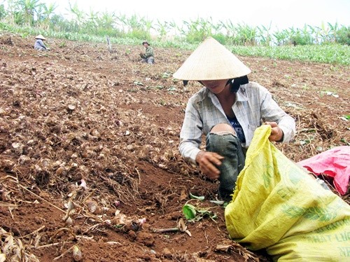 Những nông dân trồng dong riềng trên đất dốc của Tây Nguyên. Ảnh: T.T.H