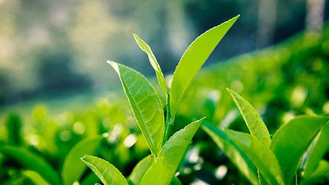 Trà xanh: Tận hưởng mùi vị thơm ngon từ những nguyên liệu tự nhiên và tươi tắn trong từng ngụm trà xanh. Cùng thưởng thức hương vị thanh mát và tinh tế của trà xanh trong hình ảnh đắt giá này.