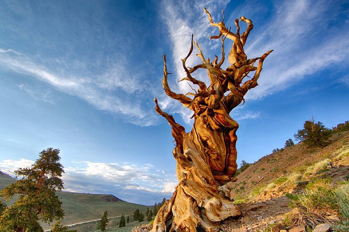 Những cây cổ thụ lâu đời và lớn nhất thế giới  VnExpress