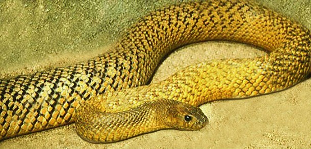 Top những loài rắn độc nhất thế giới ảnh 4