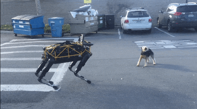 Video chó thật ‘đấu’ với chó robot
