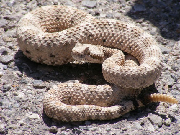 Top 10 most venomous snakes in the world photo 9