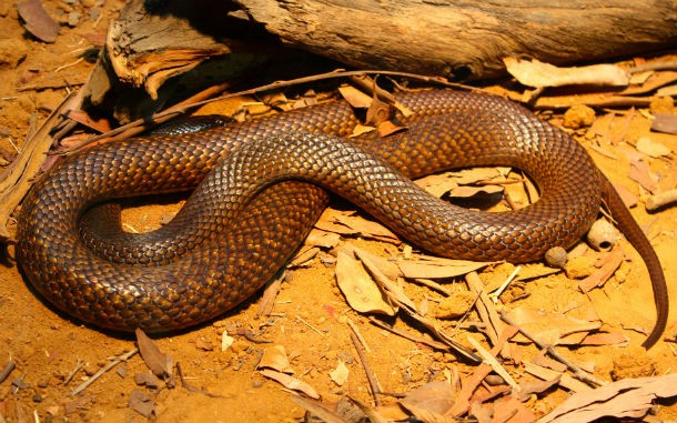 Top 10 most venomous snakes in the world