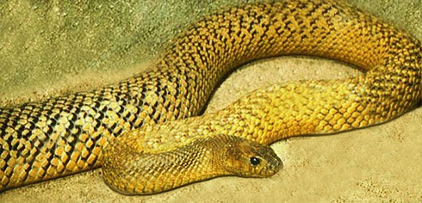 Top most venomous snakes in the world photo 2