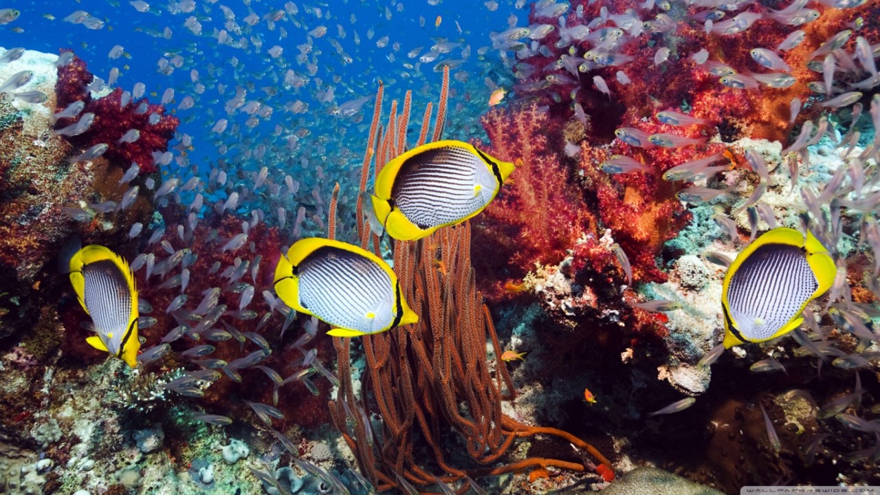 Sinh vật đáy biển: Những sinh vật cư trú dưới đáy biển mang đến nhiều điều thú vị cho chúng ta. Hãy xem hình ảnh để khám phá thế giới đầy bí ẩn và đa dạng của đại dương.