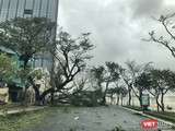 Bão gây gãy đổ cây cối địa bàn TP Đà Nẵng