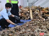 Lực lượng Hải quan Đà Nẵng đang kiểm đếm số lượng ngà voi và vảy tê tê trong lô hàng nhậu lậu từ Nigeria về cảng Tiên Sa (Đà Nẵng).