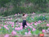 Giới trẻ ghi lại những khoảnh khắc bên cánh đồng sen lớn Trà Lý (Quảng Nam)