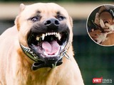 Chó pitbull hung dữ, nặng 17kg cắn bé trai 7 tuổi thiệt mạng