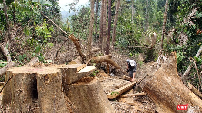 Cơ quan chức năng Quảng Nam vừa phát hiện thêm vụ phá rừng quy mô lớn ở rừng phòng hộ sông Kôn thuộc địa phận huyện Đông Giang