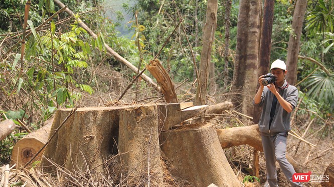 Ngoài vụ phá rừng phòng hộ Sông Kôn ở huyện Đông Giang (Quảng Nam) đang được làm rõ, Quảng Nam lại nổi lên thêm 2 vụ phá rừng quy mô lớn ở huyện Nam Giang với số lượng gỗ quý bị triệt hạ lên đến trên 235m3.