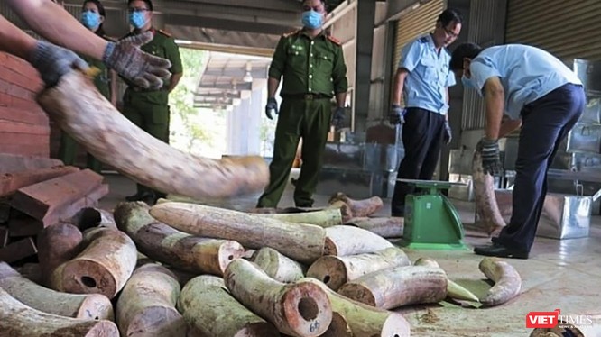 Cơ quan chức năng đâng kiểm kê số lượng lô ngà voi nhập trái phép vào cảng Đà Nẵng