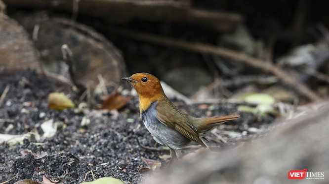 Oanh mặt đỏ Nhật Bản, một loài di cư hiếm thấy vừa xuất hiện tại Sơn Trà trong mùa chim di cư năm 2019 sau lần ghi nhận tại Việt Nam hơn 20 năm