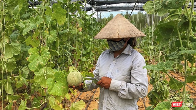 Nông dân Đà Nẵng trồng dưa lưới bằng kỹ thuật canh tác mới (ảnh H.H)