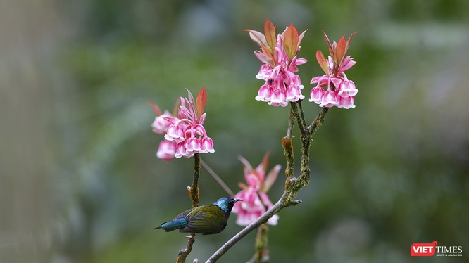 Chim hút mật trên hoa đào chuông khoe sắc ở đỉnh Bà Nà (ảnh Hồ Xuân Mai)