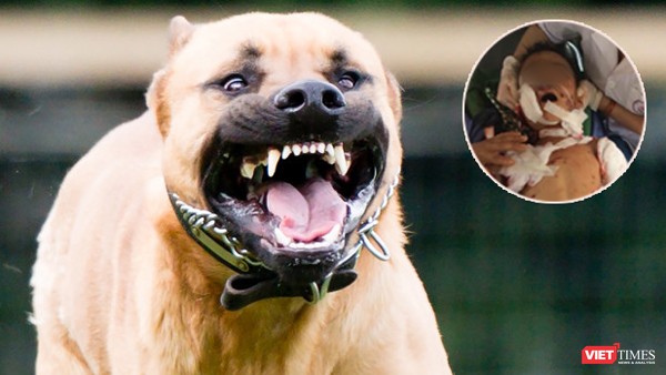 Chó pitbull hung dữ, nặng 17kg cắn bé trai 7 tuổi thiệt mạng