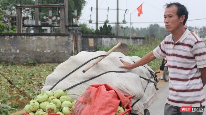 Nhiều hộ trồng cây nông sản trên địa bàn xã Diễn Phong, huyện Diễn Châu, Nghệ An nhổ rau vứt đi vì giá quá rẻ.