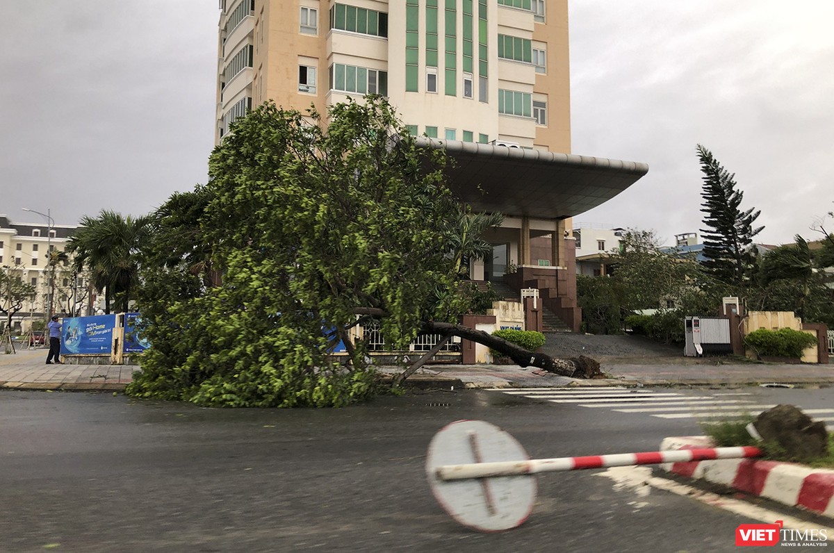 Đà Nẵng như bãi chiến trường sau trận "càn quét" của siêu bão số 9 ảnh 15