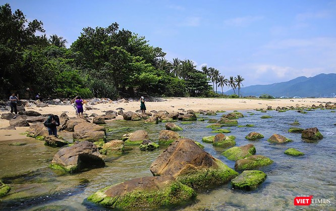 Riêng phần diện tích trên mõm Nam Ô, đề nghị UBND TP phê duyệt với mục đích tôn tạo phục vụ du lịch sinh thái, hạn chế tối đa việc chặt phá cây rừng nguyên sinh, làm thay đổi hiện trạng, vì đây là khu rừng được người dân Nam Ô tự giác bảo vệ nguyên vẹn từ nhiều đời nay