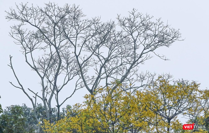 Ảnh: Vẻ đẹp “lặng người” của Sơn Trà vào những mùa hoa ảnh 3