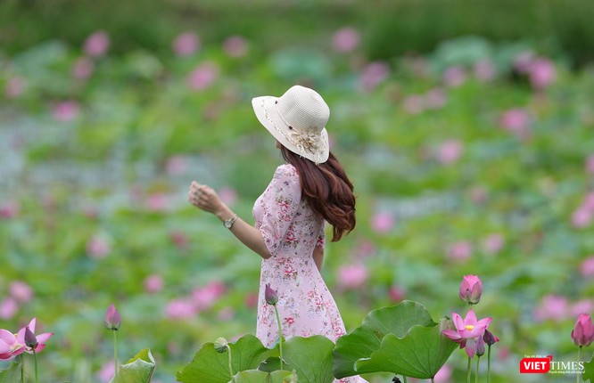 Ảnh: Vẻ đẹp khó cưỡng của đầm sen lớn Trà Lý ở Quảng Nam ảnh 20