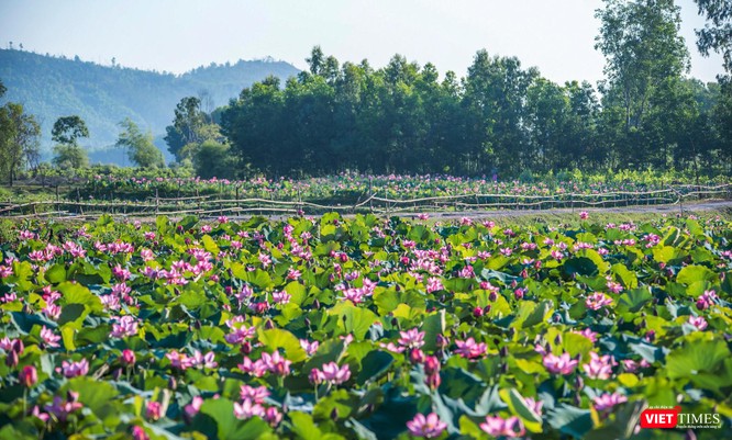 Ảnh: Vẻ đẹp khó cưỡng của đầm sen lớn Trà Lý ở Quảng Nam ảnh 1