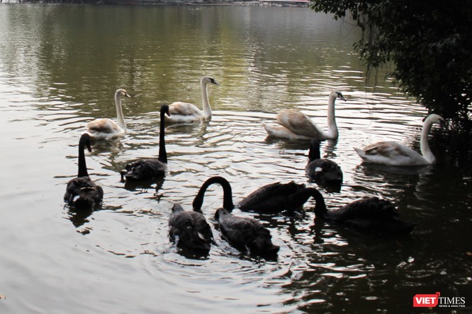 Người dân Thủ đô thích thú ngắm đàn thiên nga 12 con được thả nuôi ở Hồ Gươm ảnh 3