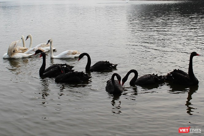Người dân Thủ đô thích thú ngắm đàn thiên nga 12 con được thả nuôi ở Hồ Gươm ảnh 5