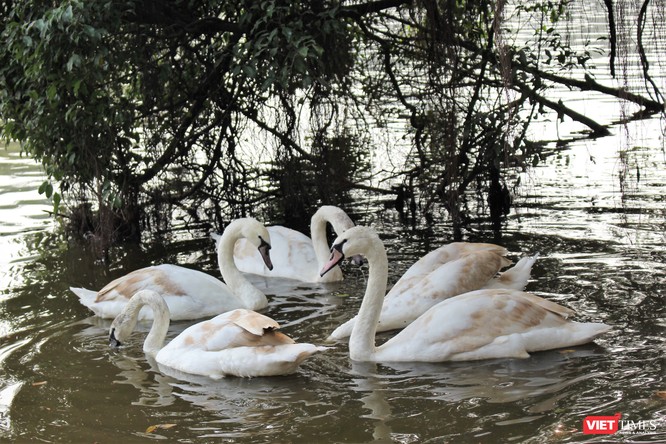 Người dân Thủ đô thích thú ngắm đàn thiên nga 12 con được thả nuôi ở Hồ Gươm ảnh 6