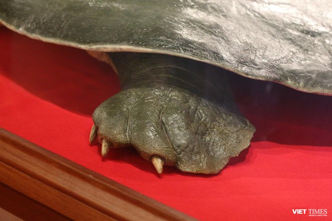 Khách du lịch nhận xét gì về tiêu bản “cụ Rùa” cuối cùng tại Hồ Gươm? ảnh 13