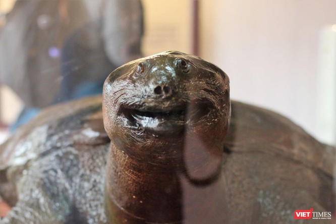 Khách du lịch nhận xét gì về tiêu bản “cụ Rùa” cuối cùng tại Hồ Gươm? ảnh 4
