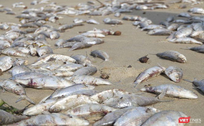 Đà Nẵng: Vẫn chưa rõ nguyên nhân cá chết hàng loạt, dạt vào bờ biển ảnh 3