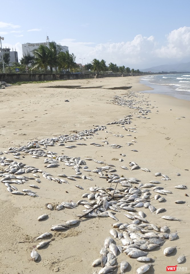 Đà Nẵng: Vẫn chưa rõ nguyên nhân cá chết hàng loạt, dạt vào bờ biển ảnh 8