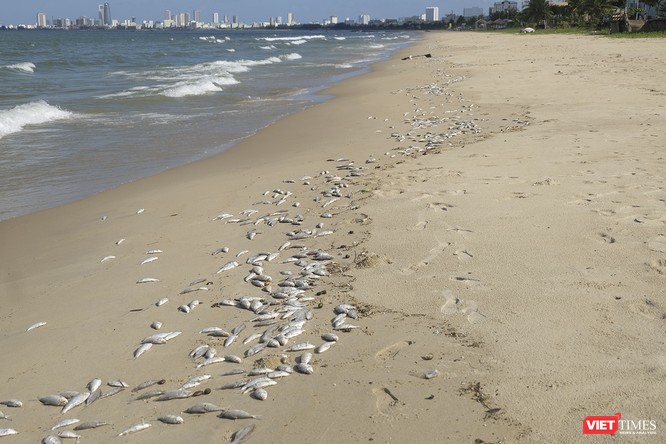 Đà Nẵng: Vẫn chưa rõ nguyên nhân cá chết hàng loạt, dạt vào bờ biển ảnh 4