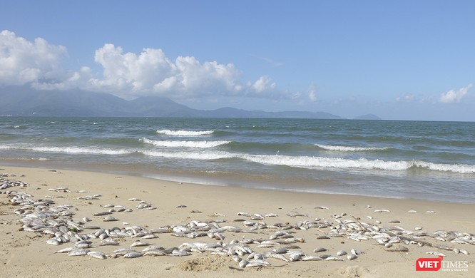Đà Nẵng: Vẫn chưa rõ nguyên nhân cá chết hàng loạt, dạt vào bờ biển ảnh 5