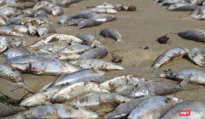 Đà Nẵng: Vẫn chưa rõ nguyên nhân cá chết hàng loạt, dạt vào bờ biển ảnh 7