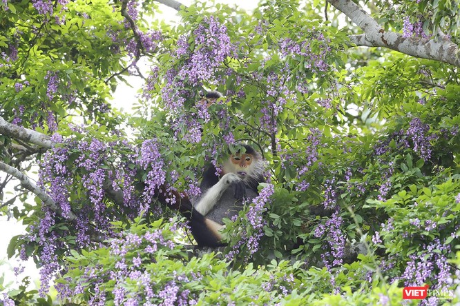 Ảnh: Vẻ đẹp “lặng người” của Sơn Trà vào những mùa hoa ảnh 27