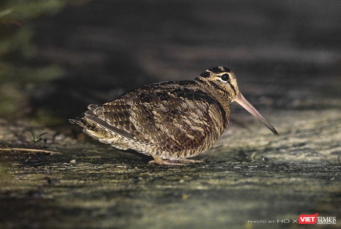 Chùm ảnh: Những “siêu mẫu” được săn đón ở Sơn Trà vào mùa chim di cư ảnh 9