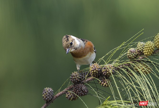 Chùm ảnh: Những “siêu mẫu” được săn đón ở Sơn Trà vào mùa chim di cư ảnh 28
