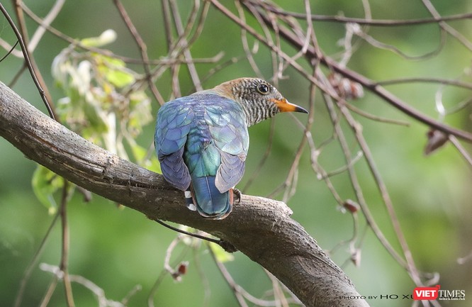 Chùm ảnh: Những “siêu mẫu” được săn đón ở Sơn Trà vào mùa chim di cư ảnh 8