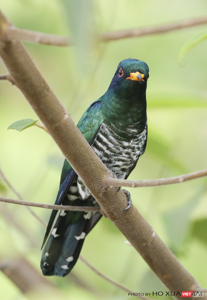 Chùm ảnh: Những “siêu mẫu” được săn đón ở Sơn Trà vào mùa chim di cư ảnh 7