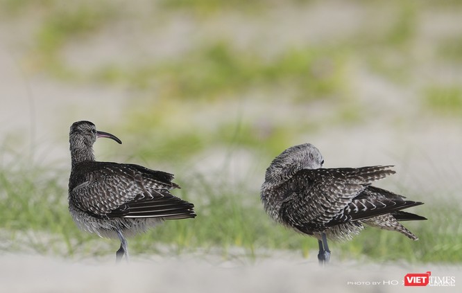 Chùm ảnh: Những “siêu mẫu” được săn đón ở Sơn Trà vào mùa chim di cư ảnh 6