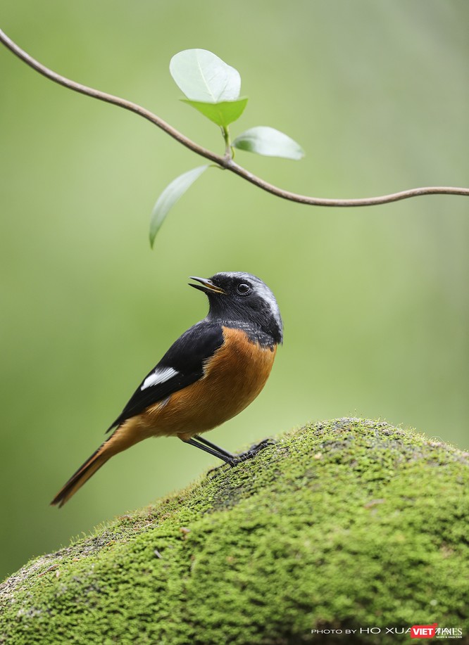 Chùm ảnh: Những “siêu mẫu” được săn đón ở Sơn Trà vào mùa chim di cư ảnh 24