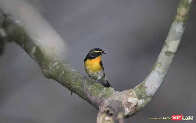 Chùm ảnh: Những “siêu mẫu” được săn đón ở Sơn Trà vào mùa chim di cư ảnh 31