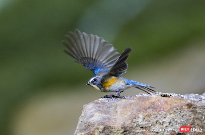 Chùm ảnh: Những “siêu mẫu” được săn đón ở Sơn Trà vào mùa chim di cư ảnh 21